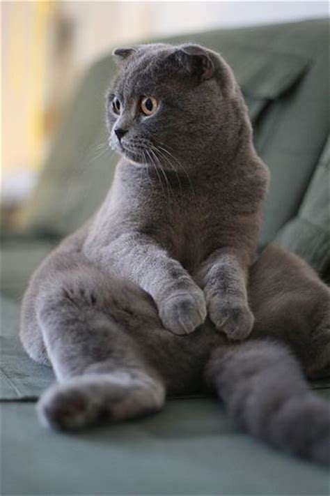 scottish fold buddha pose
